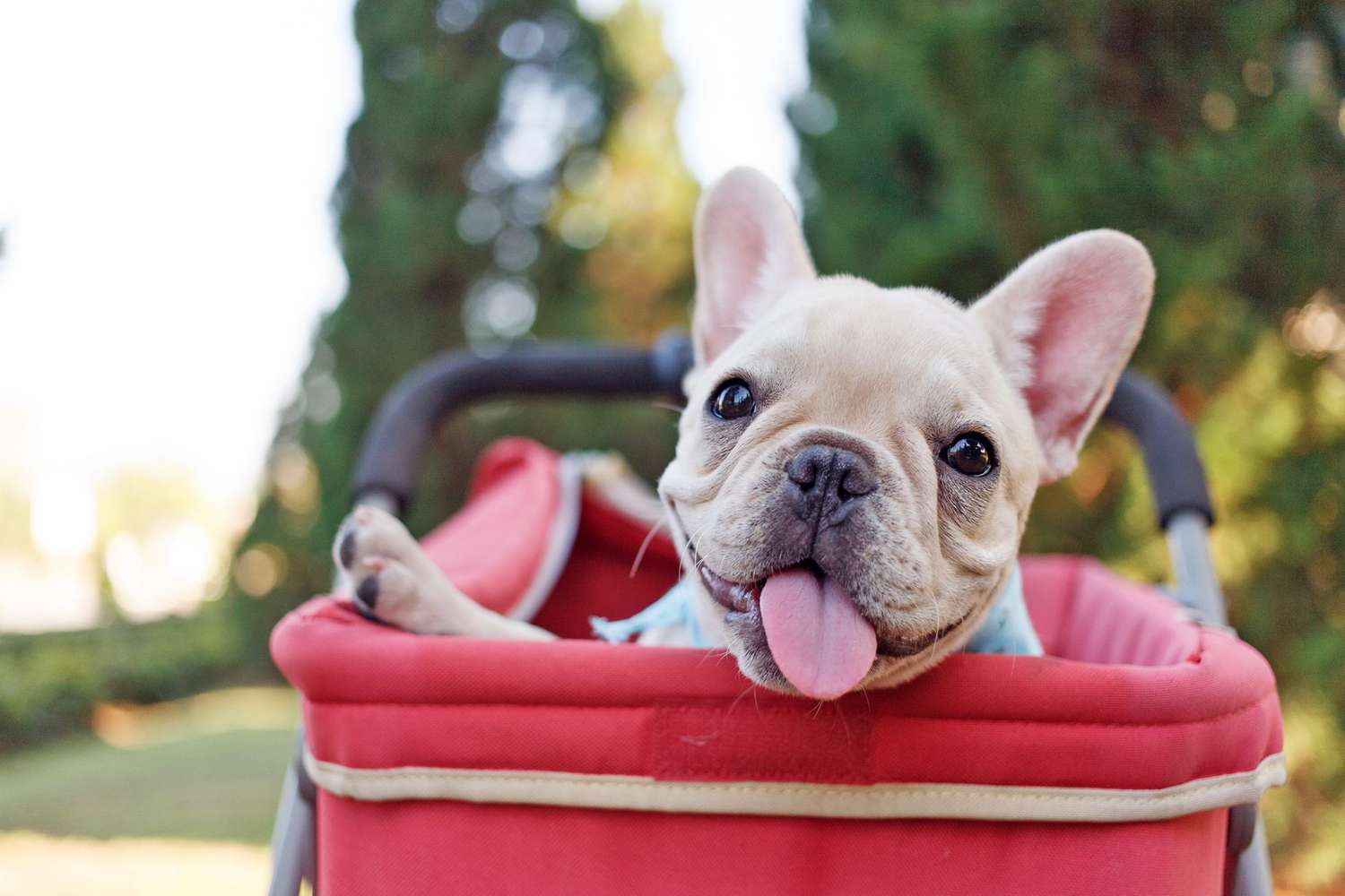 Biscuit