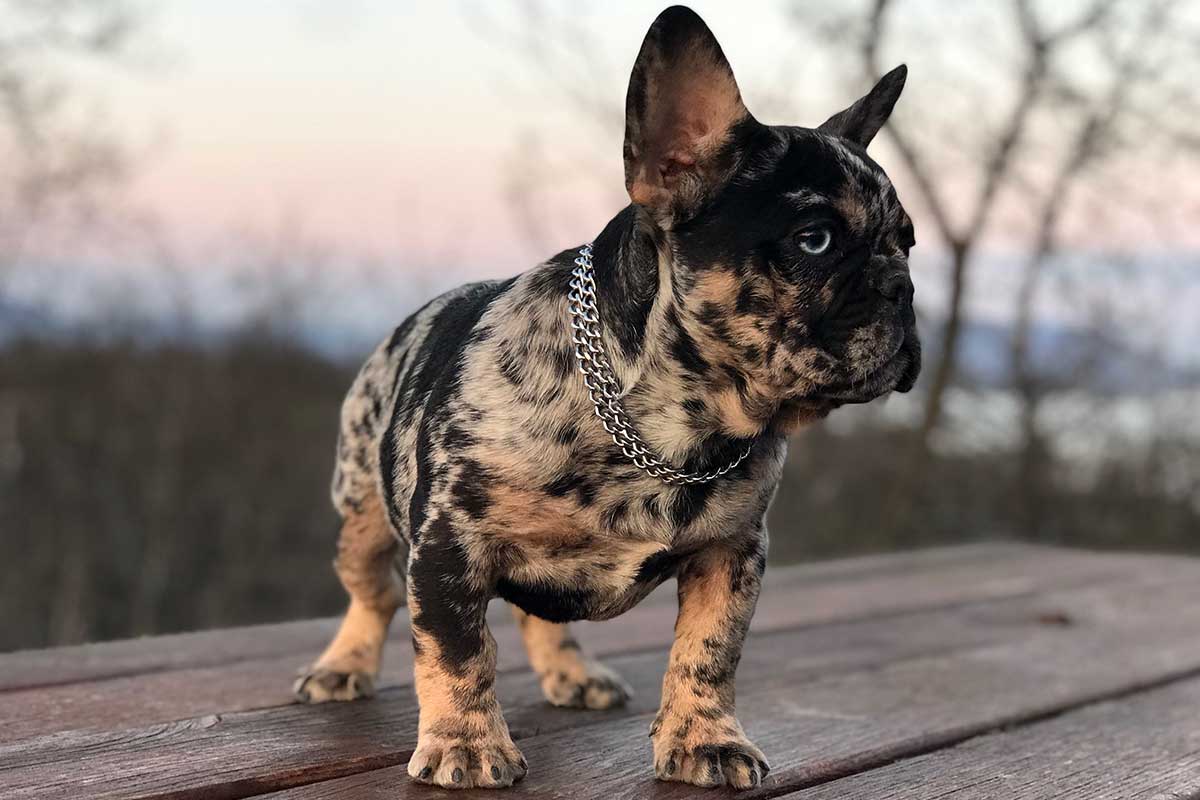 Cosmo
